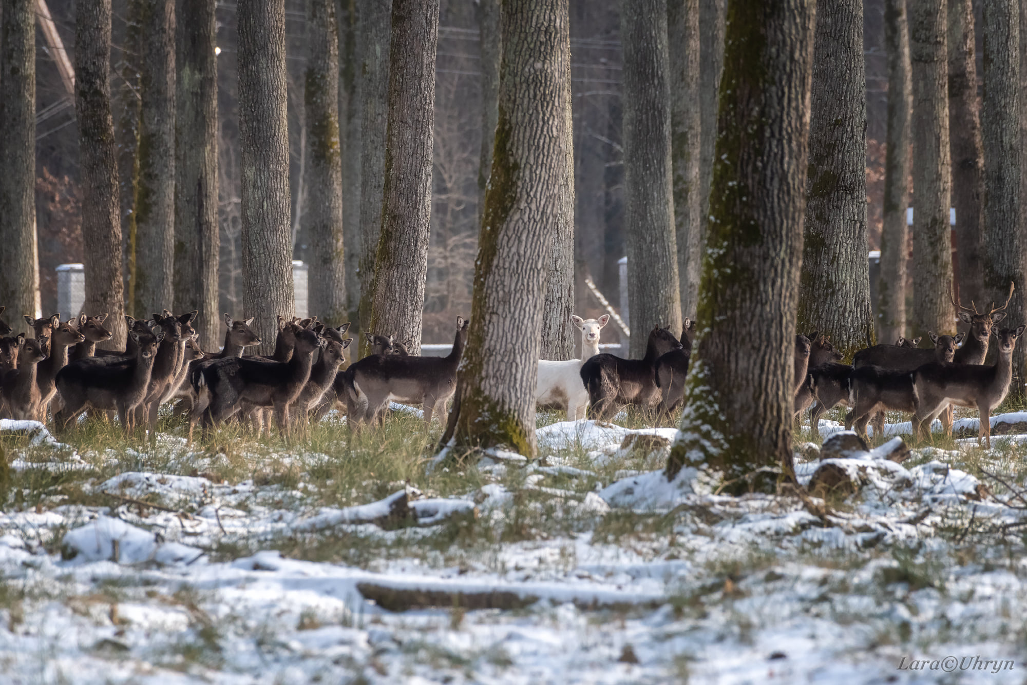 Не така, як всі: на Закарпатті помітили унікальну білу лань