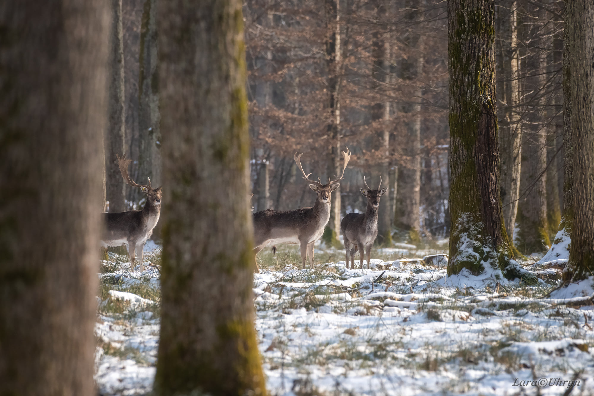 Не така, як всі: на Закарпатті помітили унікальну білу лань