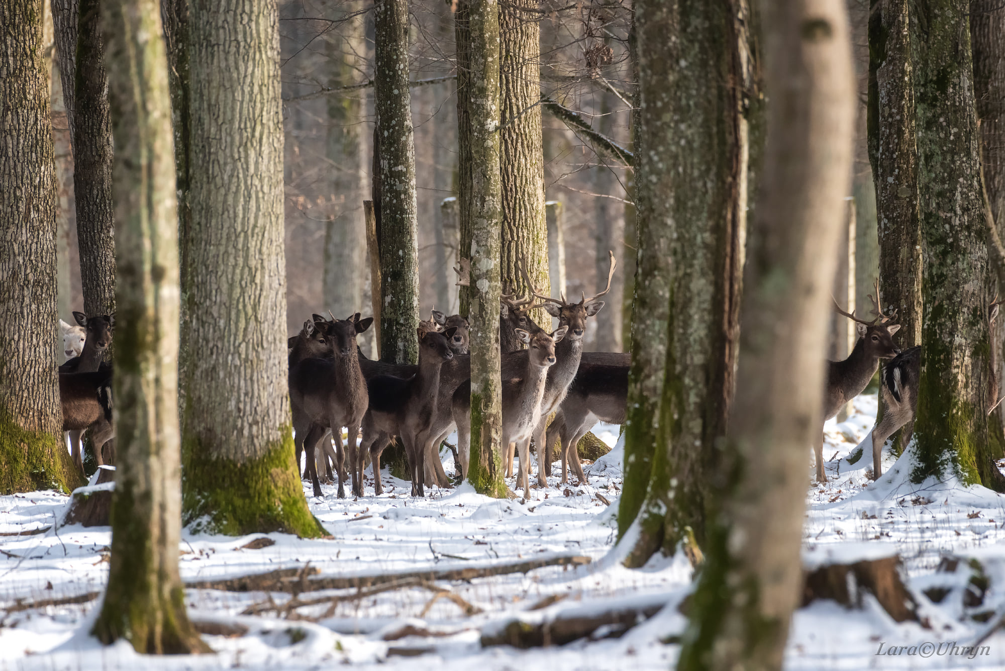 Не така, як всі: на Закарпатті помітили унікальну білу лань