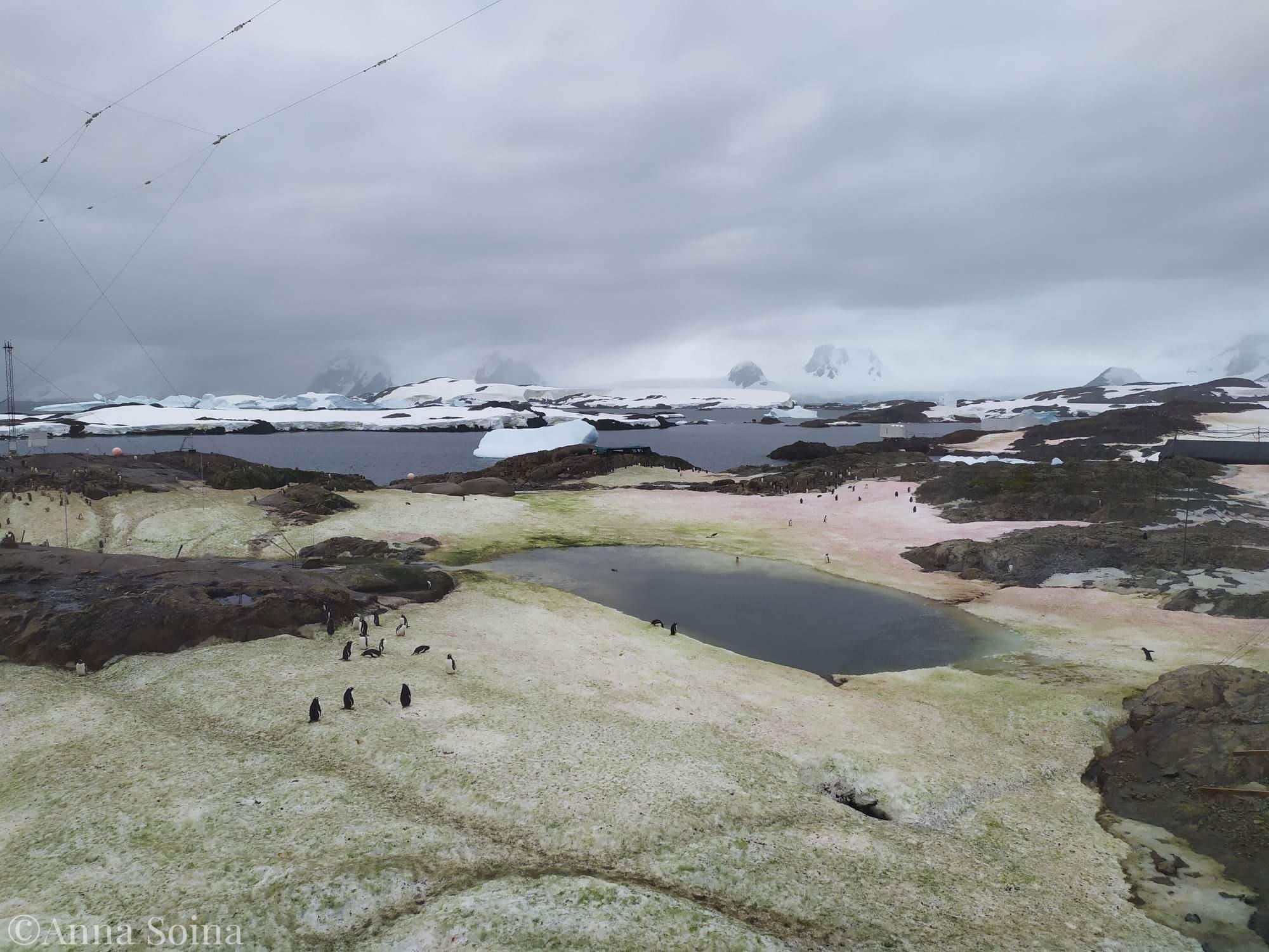 Украинские полярники показали аномалию в Антарктиде: невероятные фото