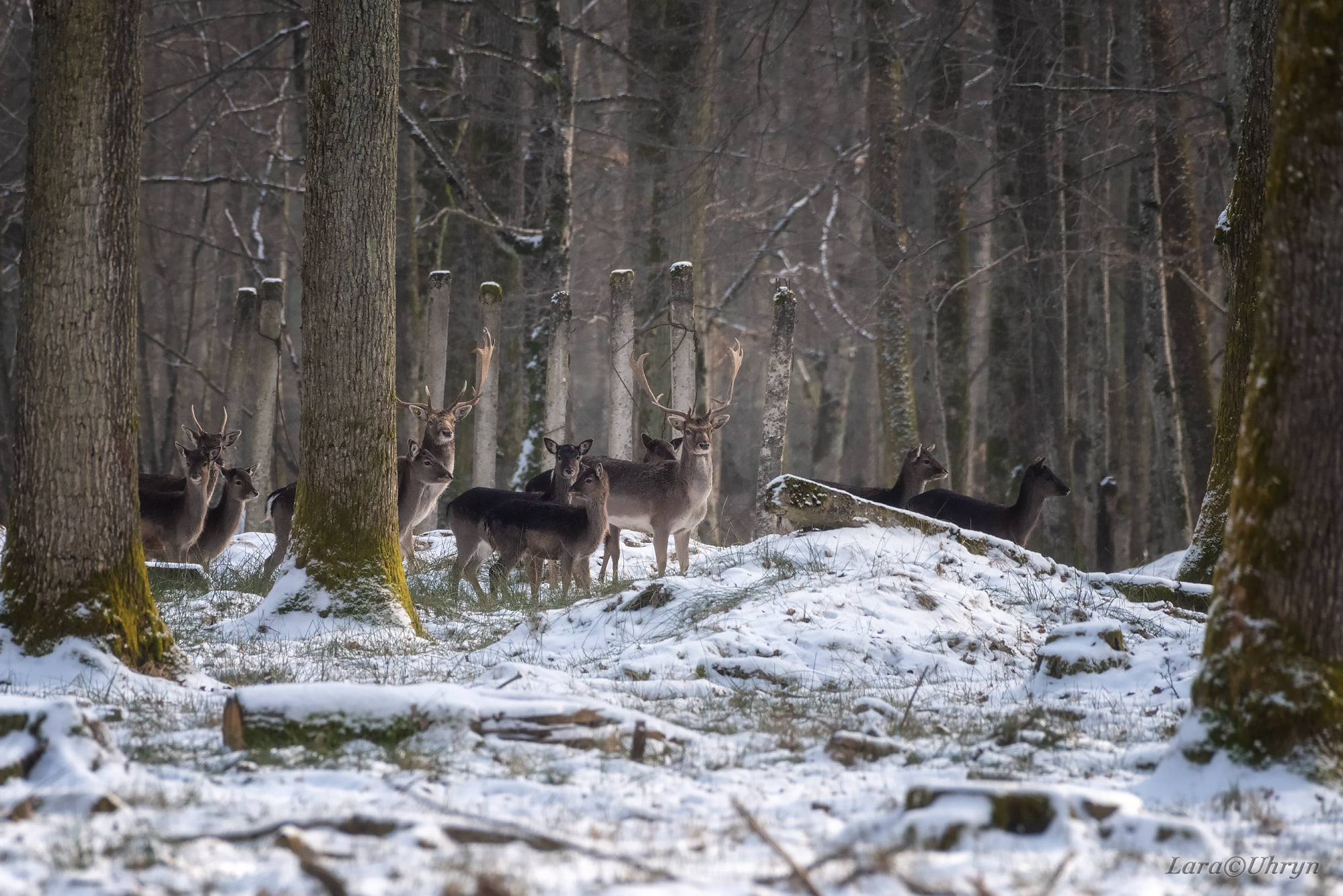 Не така, як всі: на Закарпатті помітили унікальну білу лань