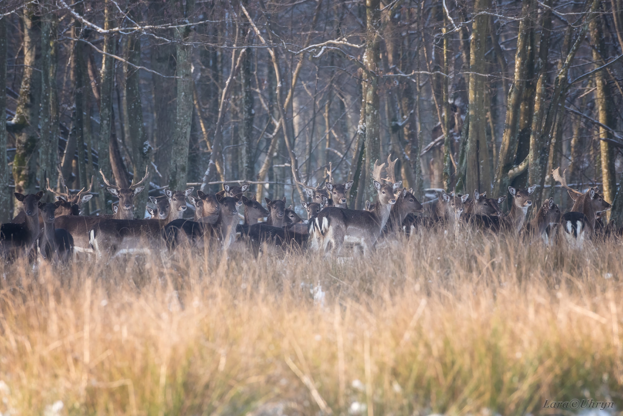 Не така, як всі: на Закарпатті помітили унікальну білу лань