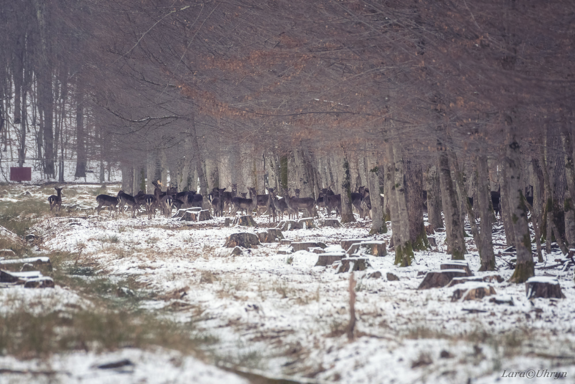 Не така, як всі: на Закарпатті помітили унікальну білу лань