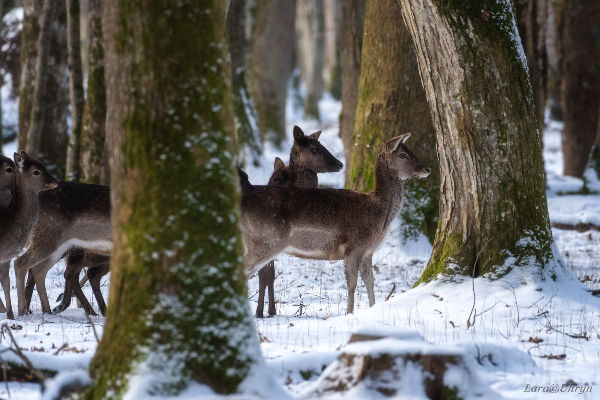 Не така, як всі: на Закарпатті помітили унікальну білу лань
