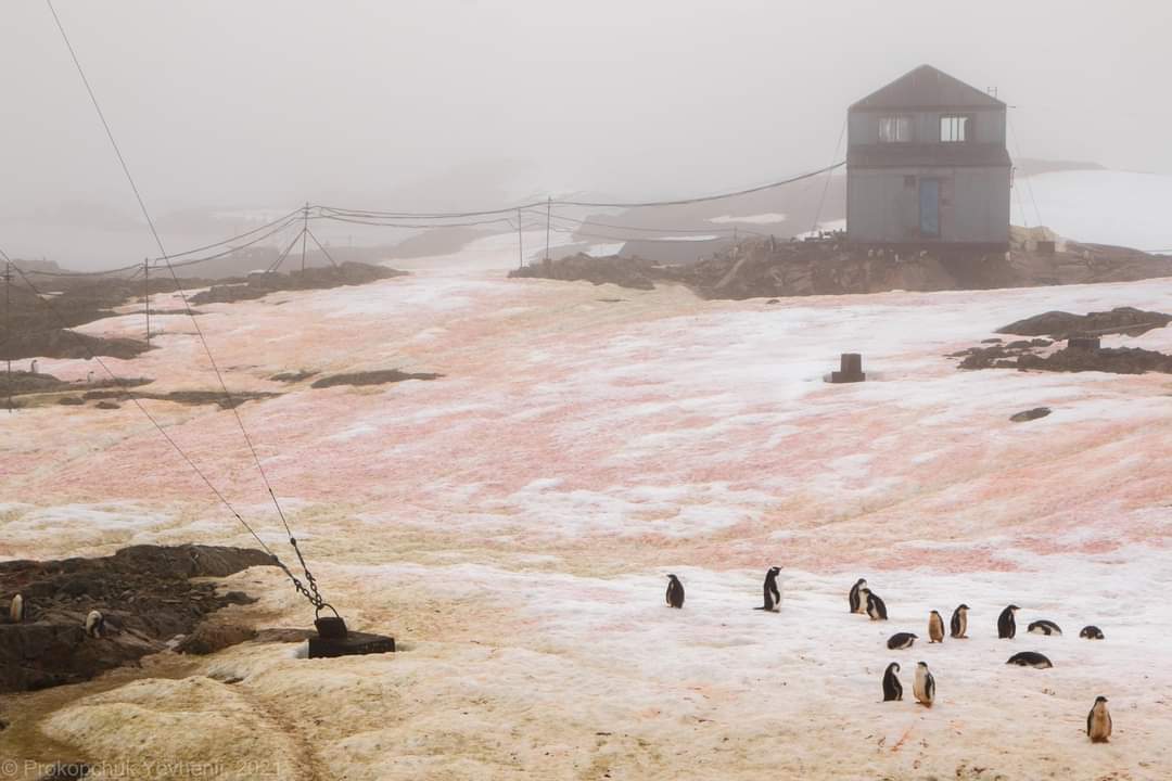 Украинские полярники показали аномалию в Антарктиде: невероятные фото