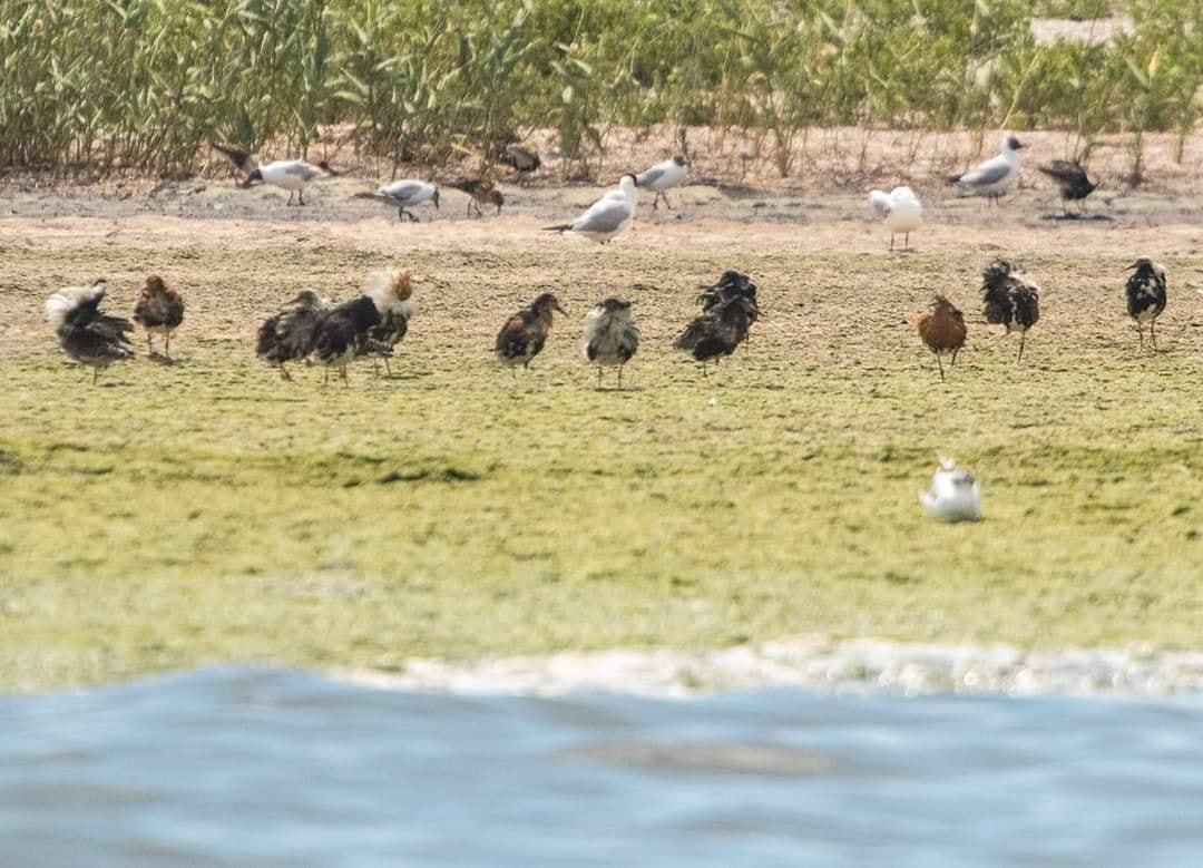 Таких птиц вы еще не видели! Под Одессой заметили уникальных представителей тундры
