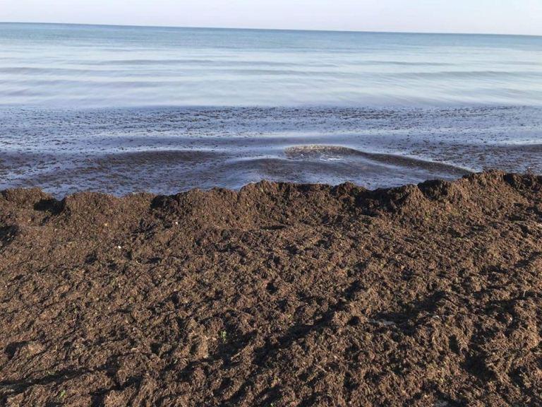 Морское побережье Крыма превращают в зловонное болото: вонь жуткая