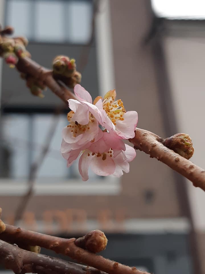 На Закарпатье в канун Рождества расцвела сакура (фото)