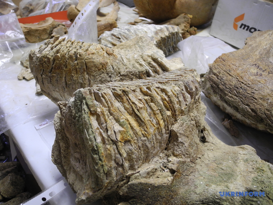 В Украине раскопали 300-тысячелетний зуб мамонта: фото сенсационной находки