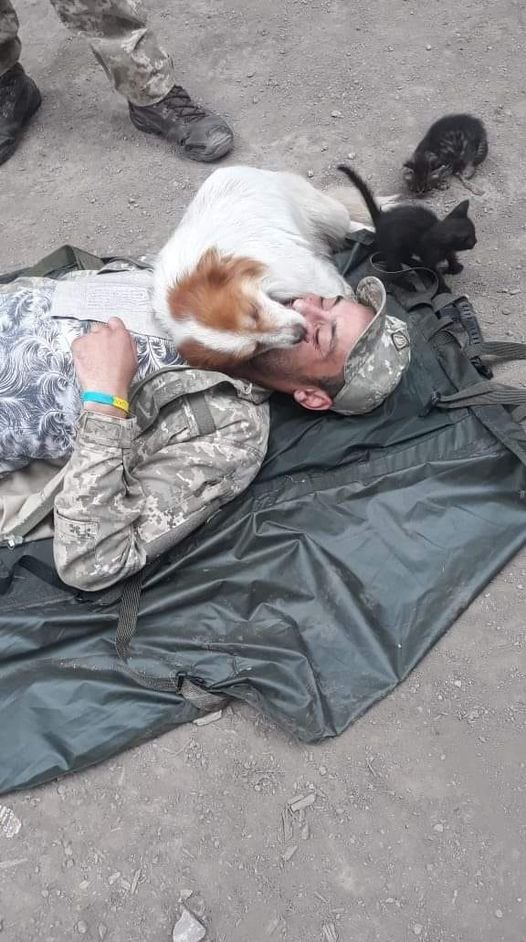 Прикинувся пораненим: українців зворушив вчинок вірного пса на Донбасі