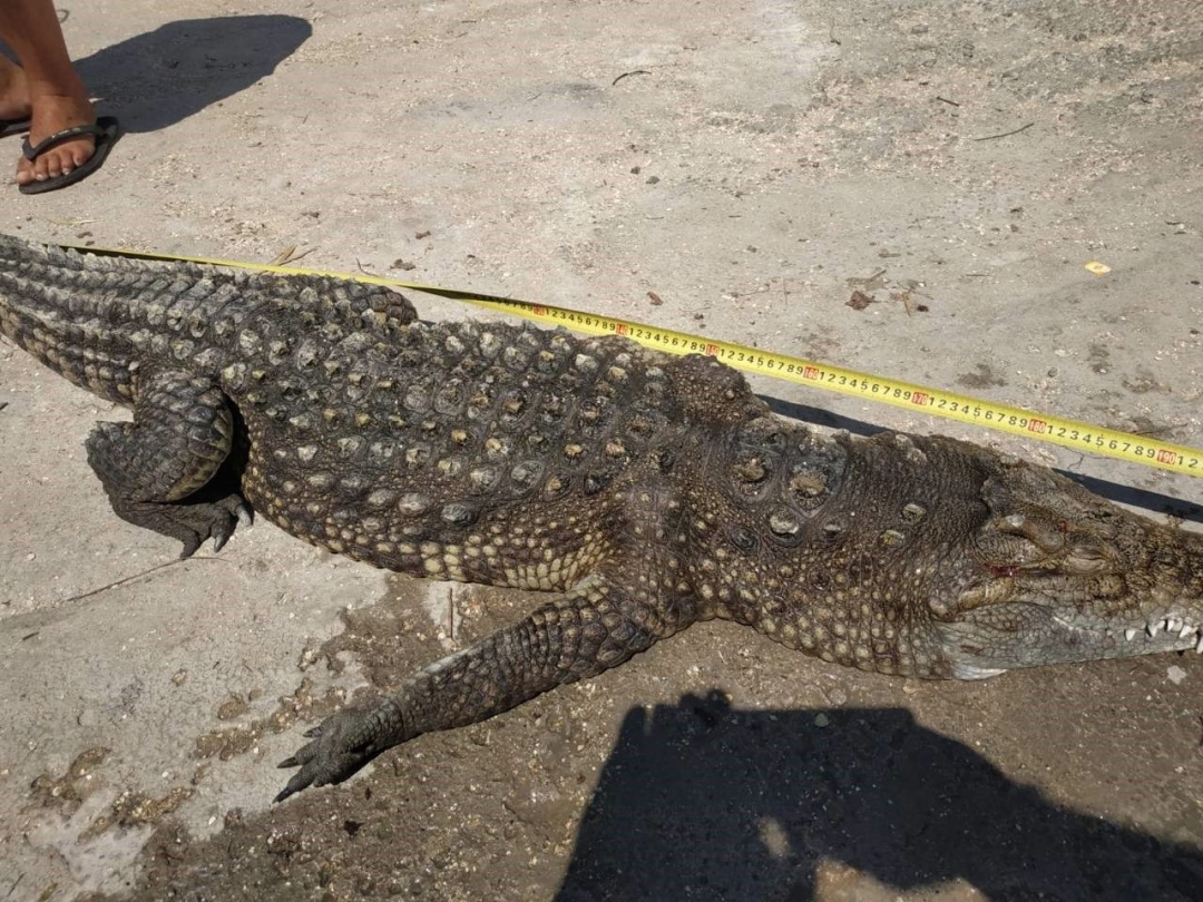 На курорті Азовського моря витягли з озера крокодила: як він туди потрапив