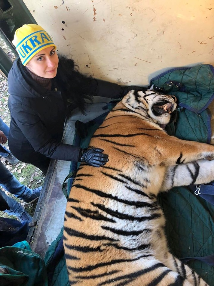 В Киеве бросили на произвол судьбы тигров: история получила радостный финал