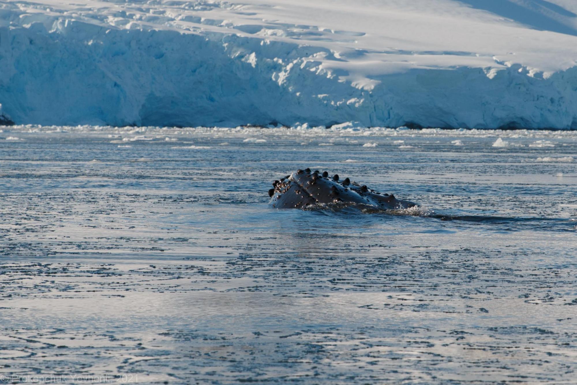 Доведеться співати колискову: українські полярники розбудили могутнього звіра