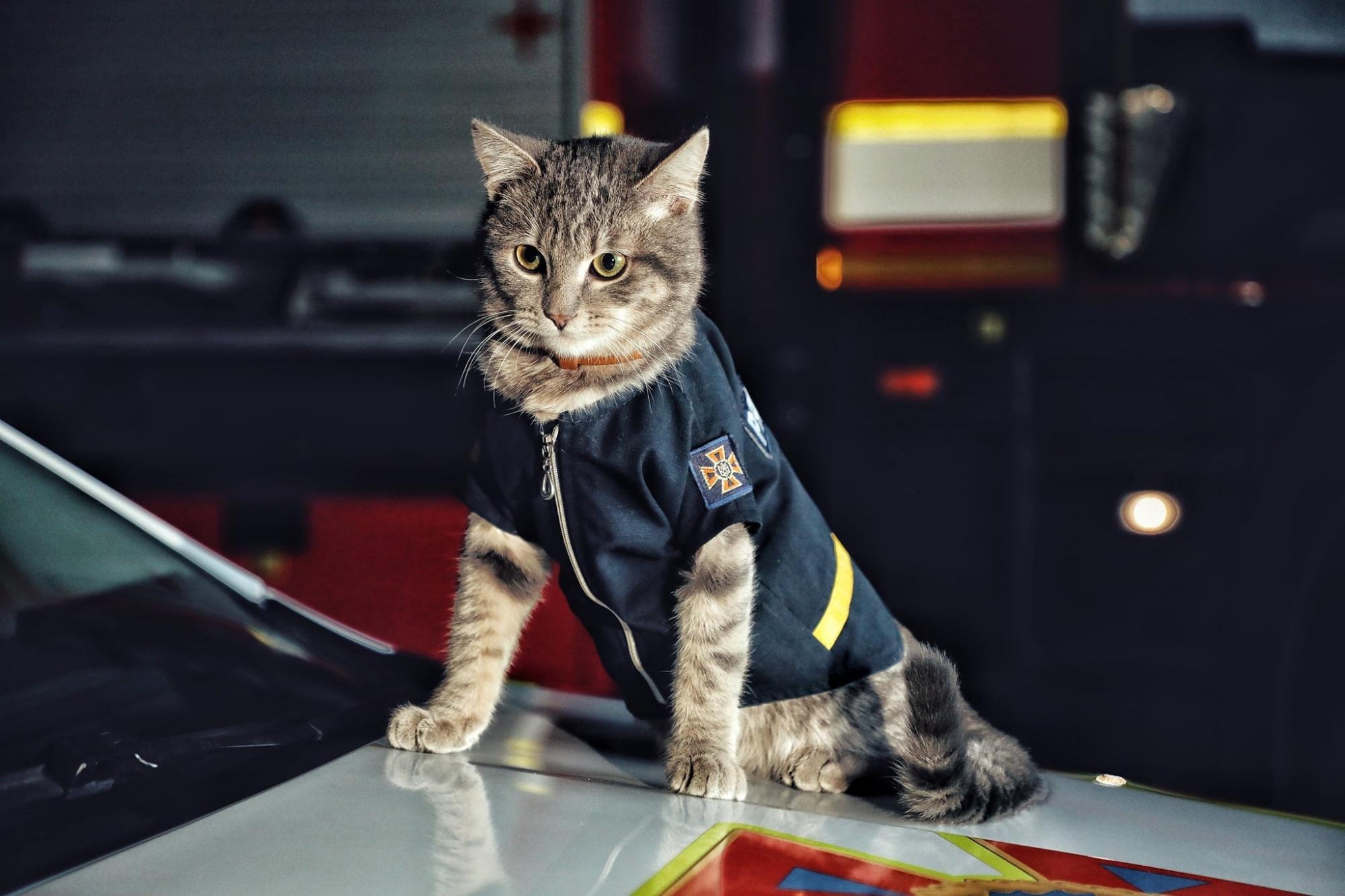 У Києві кіт став рятувальником і &quot;дослужився&quot; до майора: історія хвостатого надзвичайника