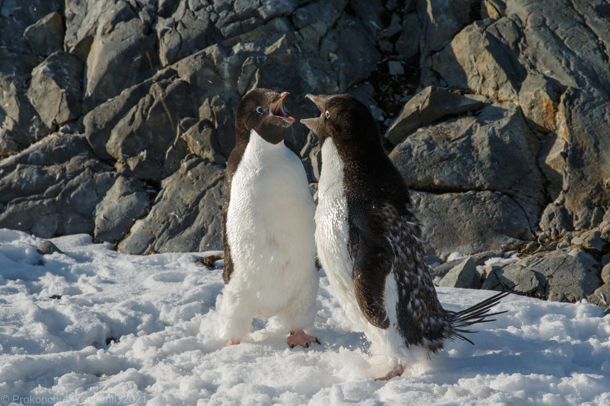 Українські полярники показали &quot;розборки&quot; пінгвінів на кумедних фото