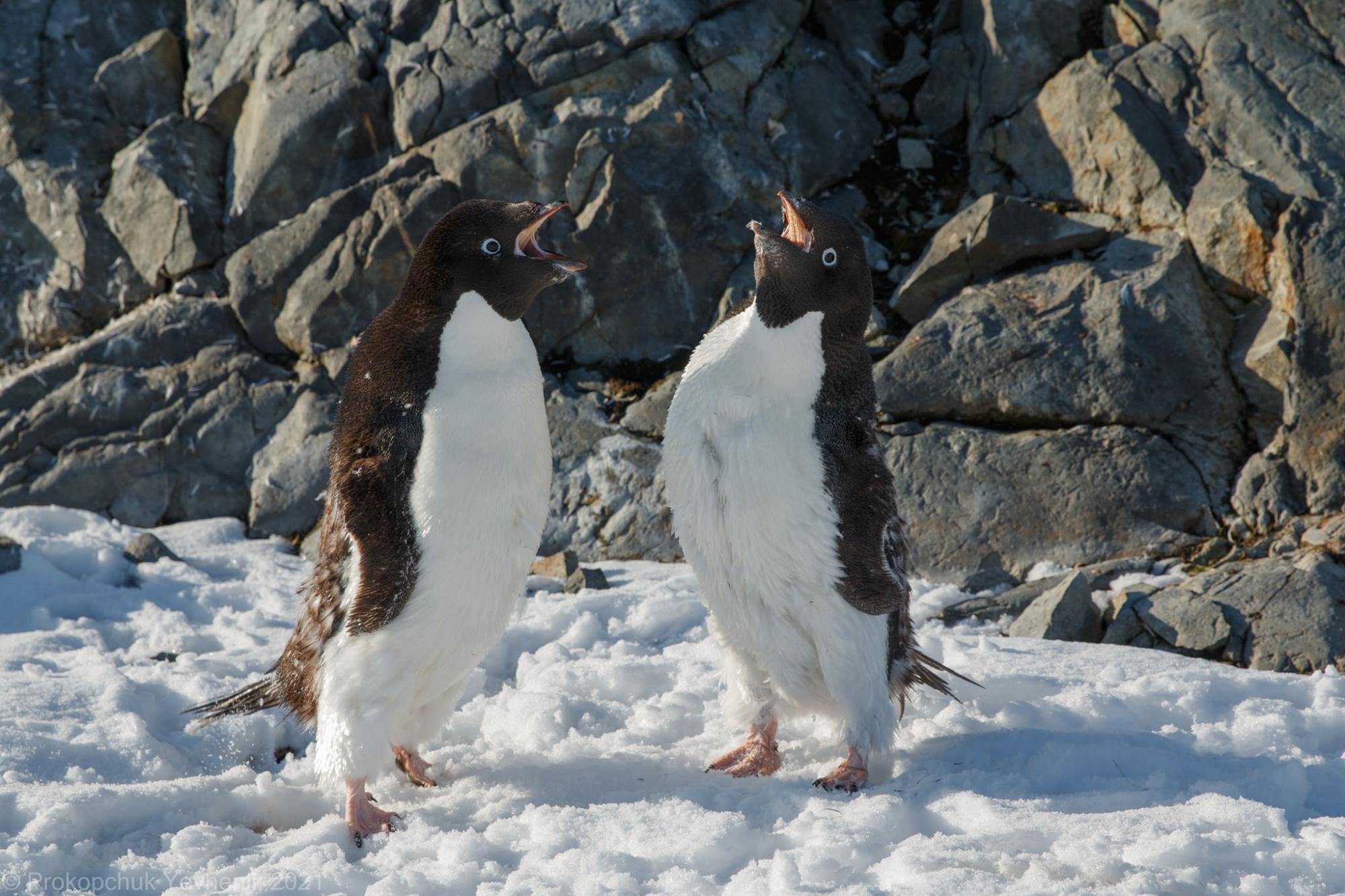 Украинские полярники показали "разборки" пингвинов на забавных фото