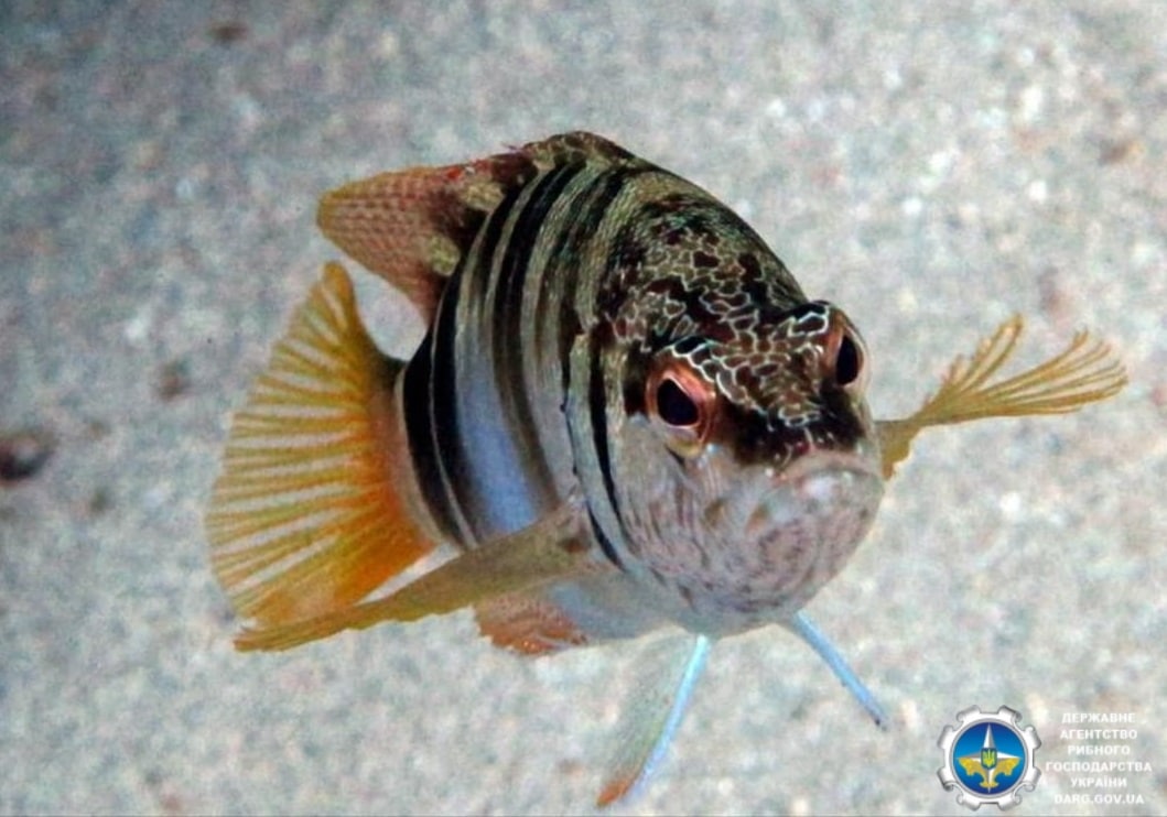 Під Одесою зловили рідкісну &quot;червонокнижну&quot; рибу-гермафродита