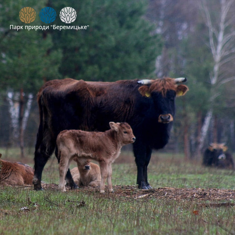 В парку природи під Черніговом відвідувачі довели до смерті новонародженого муфлончика