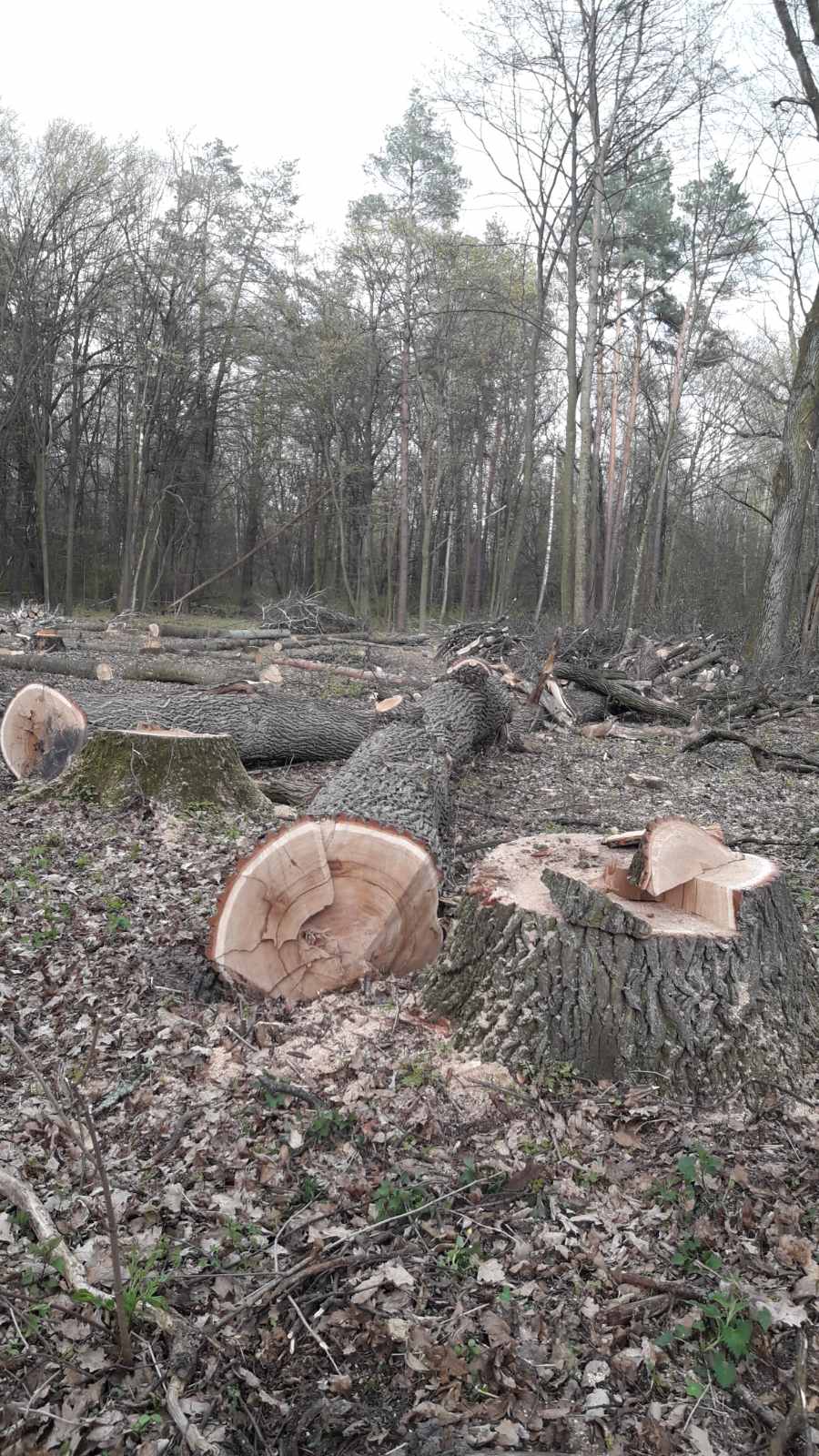 В Пуще-Водице срубили вековые дубы ради новой застройки (фото)