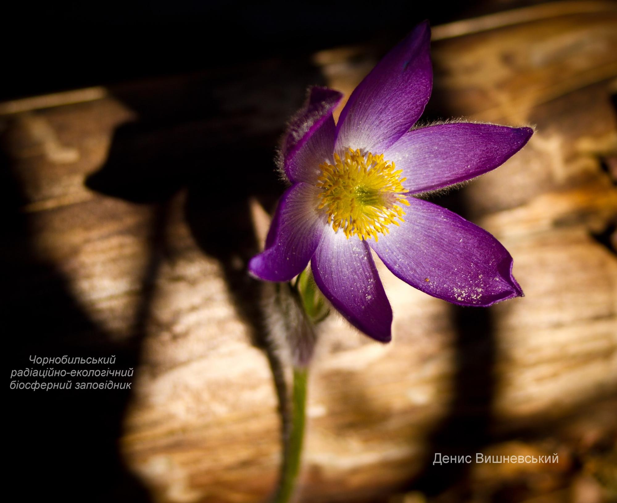 В Чернобыльской зоне найдены редкие цветы: их красота завораживает