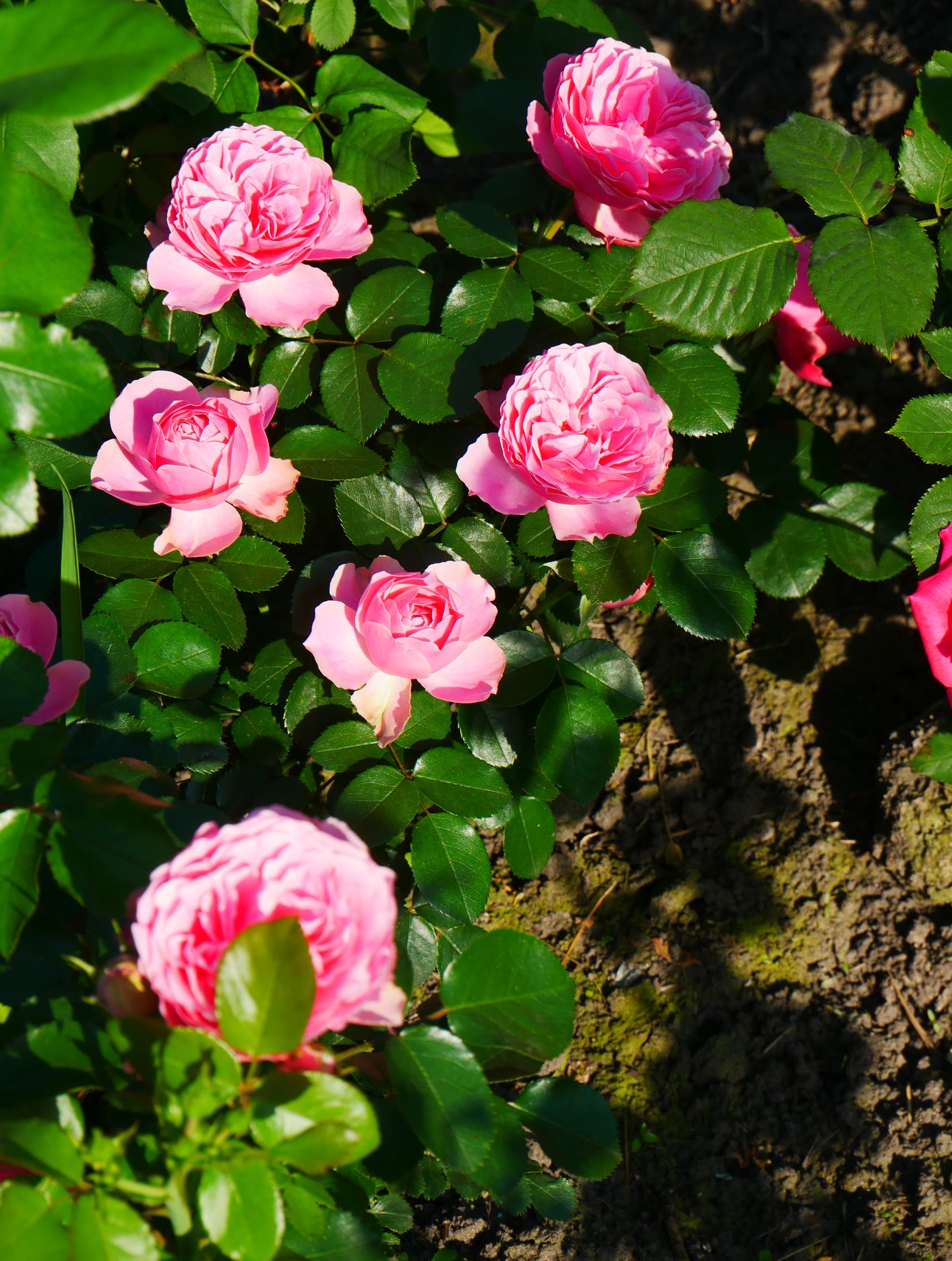 В Киеве распустились уникальные розы: неземную красоту показали на фото