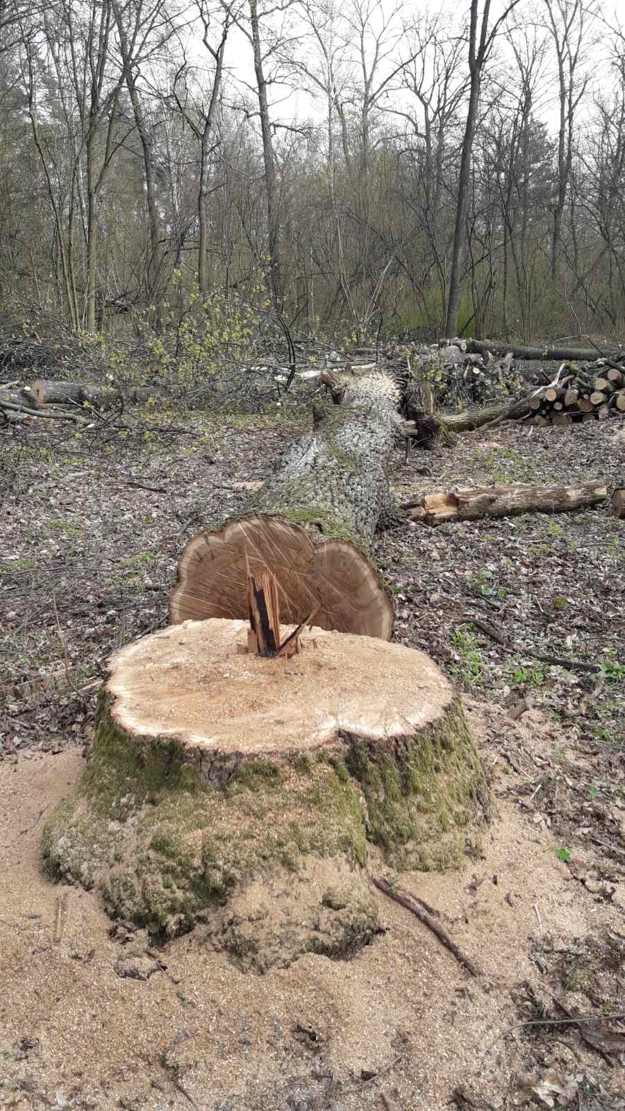 В Пуще-Водице срубили вековые дубы ради новой застройки (фото)