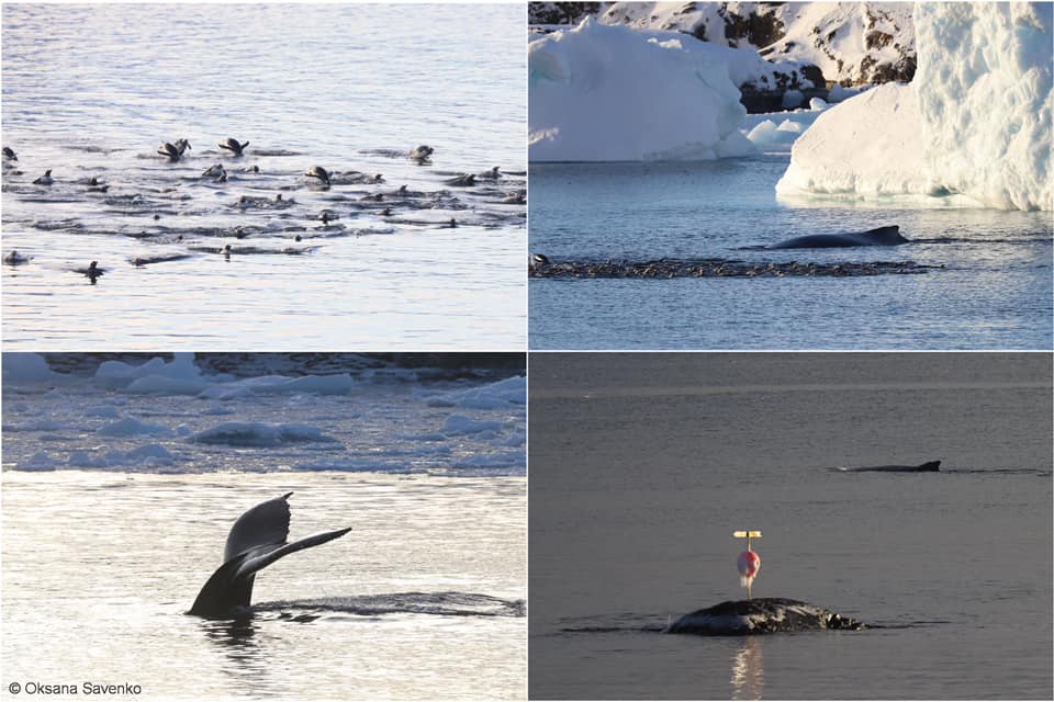 Українські полярники показали святкових гостей: ними виявилися кити (фото)
