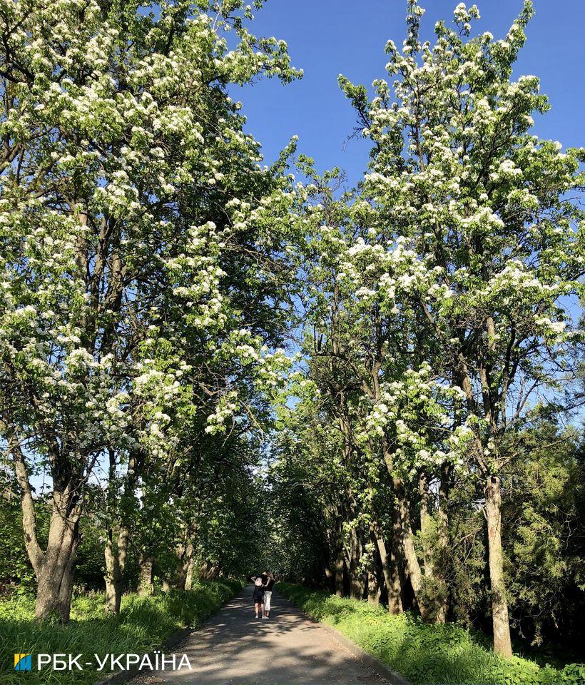 В Киеве начала цвести сирень: где можно полюбоваться красотой