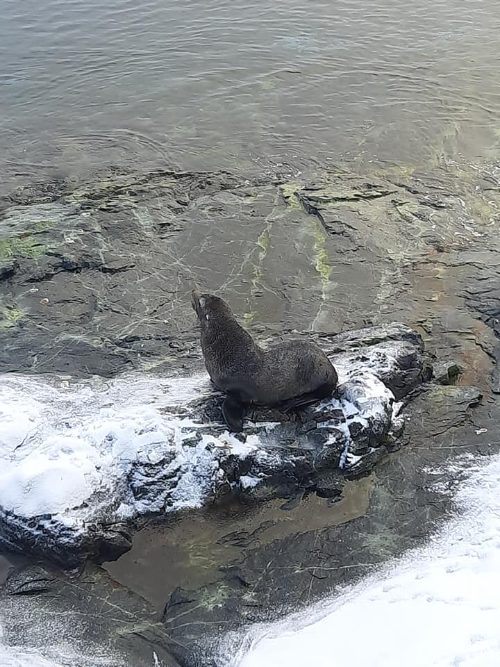 Українські полярники показали незвичайних гостей: припливли і влаштували лежбище