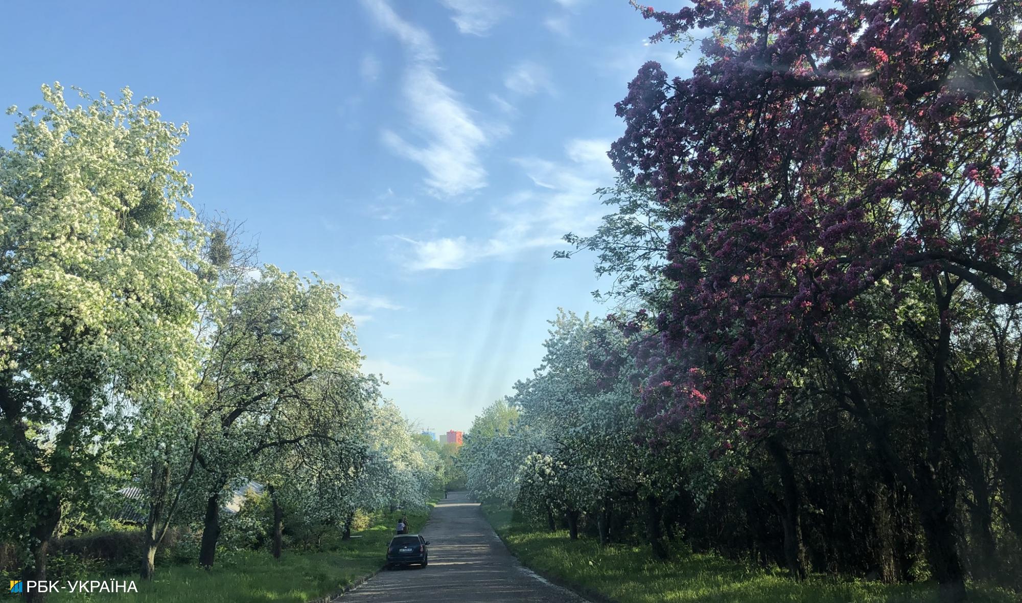 В Киеве начала цвести сирень: где можно полюбоваться красотой