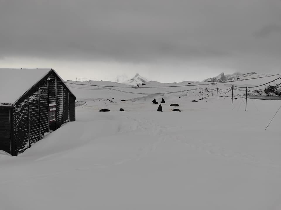 Українські полярники показали незвичайних гостей: припливли і влаштували лежбище