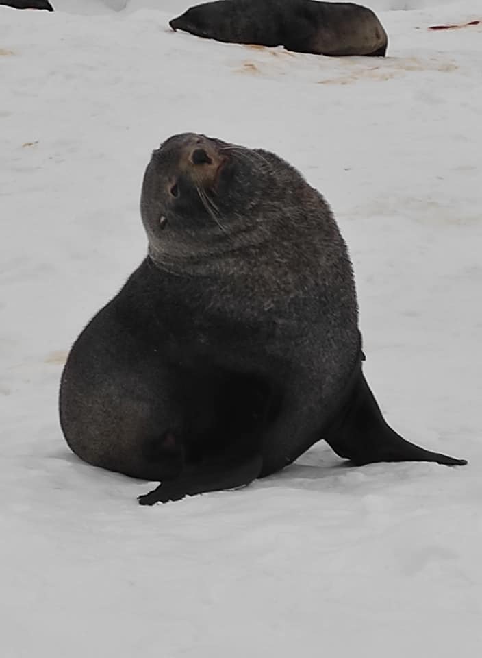 Українські полярники показали незвичайних гостей: припливли і влаштували лежбище
