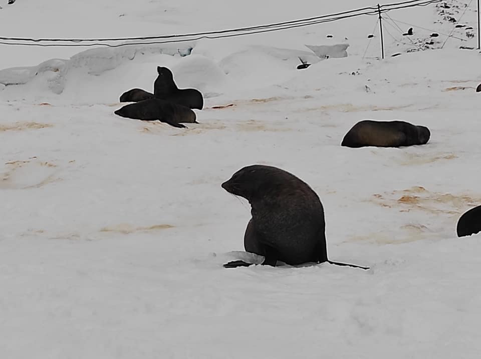 Українські полярники показали незвичайних гостей: припливли і влаштували лежбище