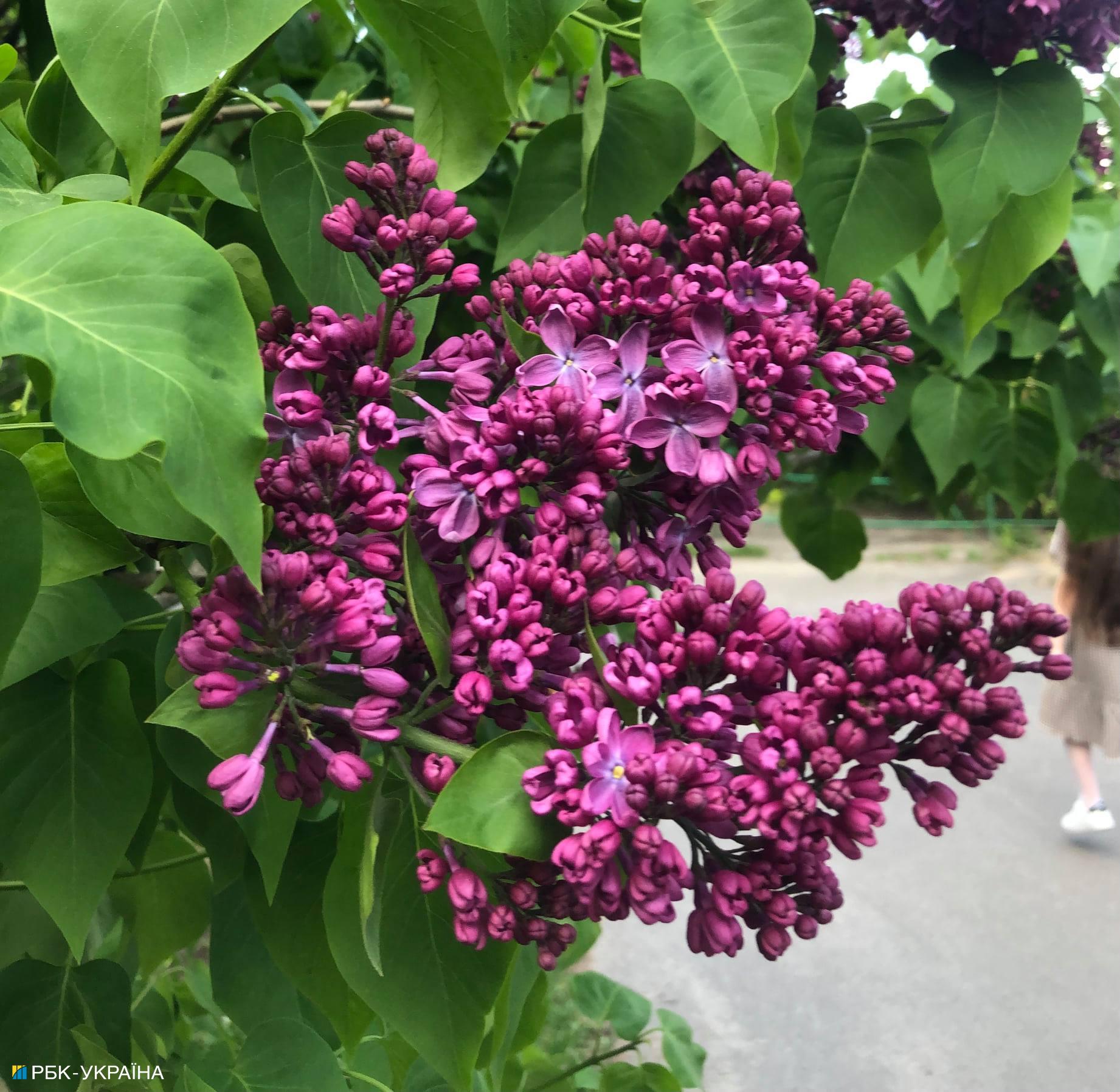 В Киеве начала цвести сирень: где можно полюбоваться красотой