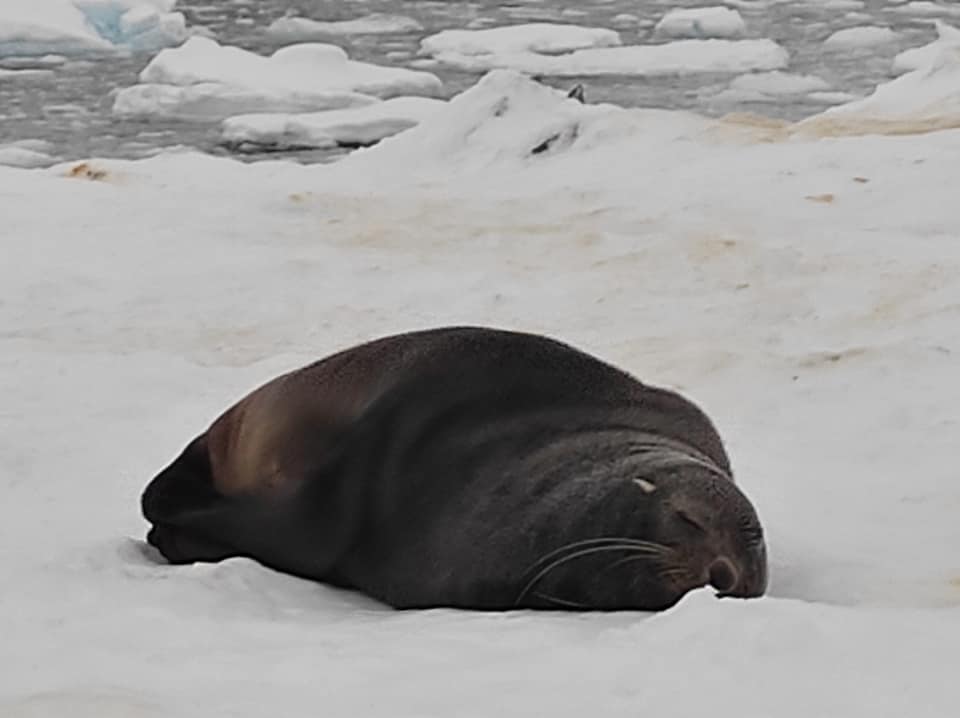 Українські полярники показали незвичайних гостей: припливли і влаштували лежбище