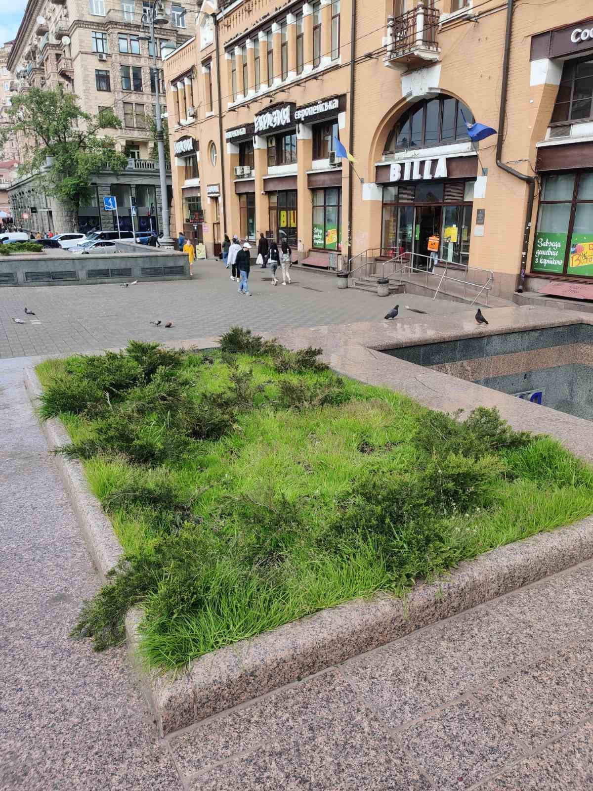 У центрі Києва клумбу прикрасили колючим дротом (фото)