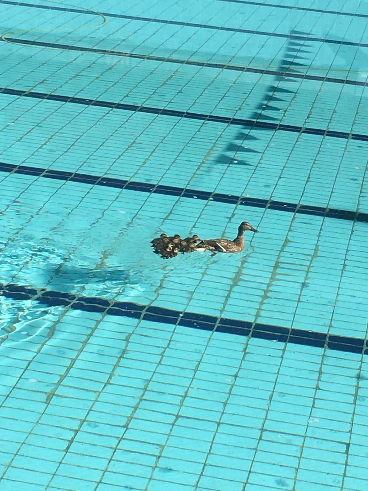 Утка с утятами устроила заплыв в бассейне во Львове: милое фото