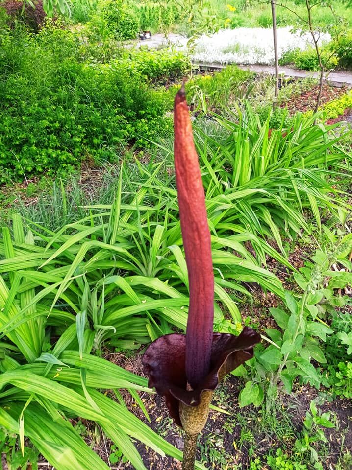 В парке Киева зацвел гигантский &quot;Дьявольский язык&quot;: яркие фото