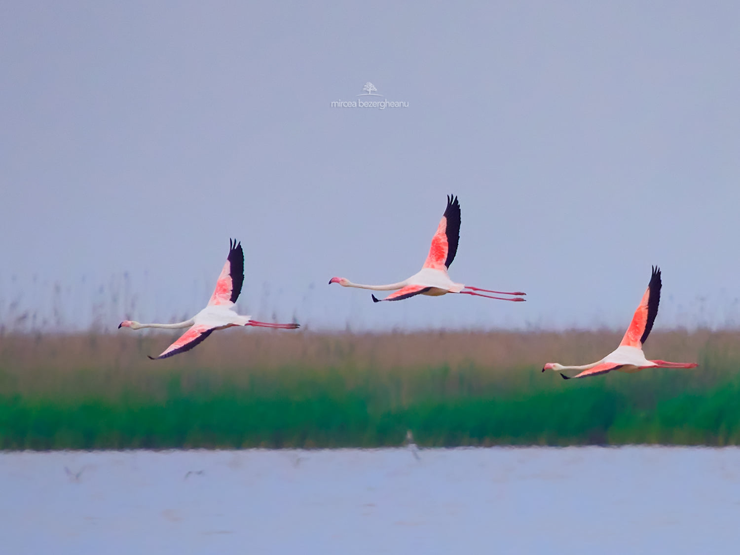 Розовые фламинго пролетели над Дунайским заповедником: невероятной красоты фото