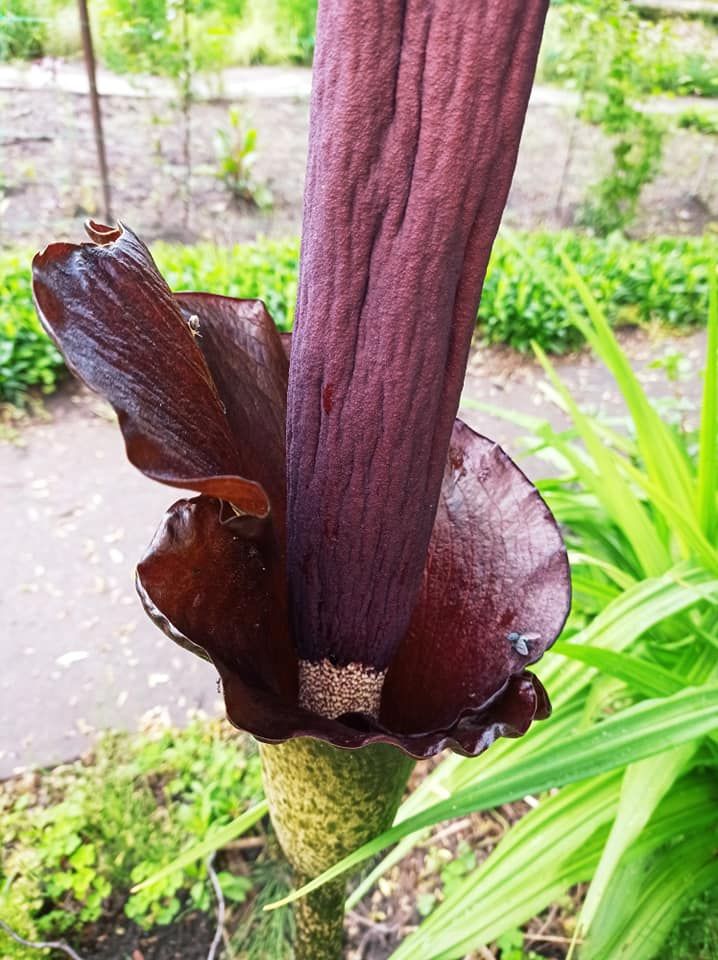 В парке Киева зацвел гигантский &quot;Дьявольский язык&quot;: яркие фото