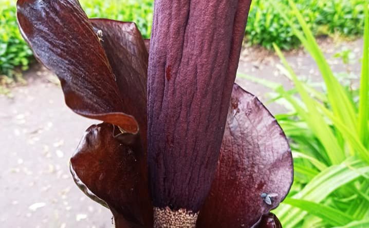 В парке Киева зацвел гигантский &quot;Дьявольский язык&quot;: яркие фото