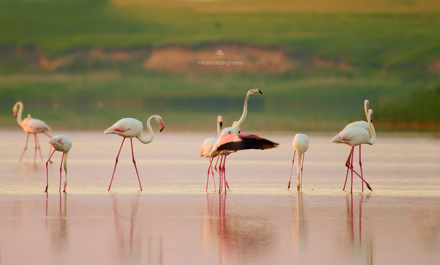 Розовые фламинго пролетели над Дунайским заповедником: невероятной красоты фото
