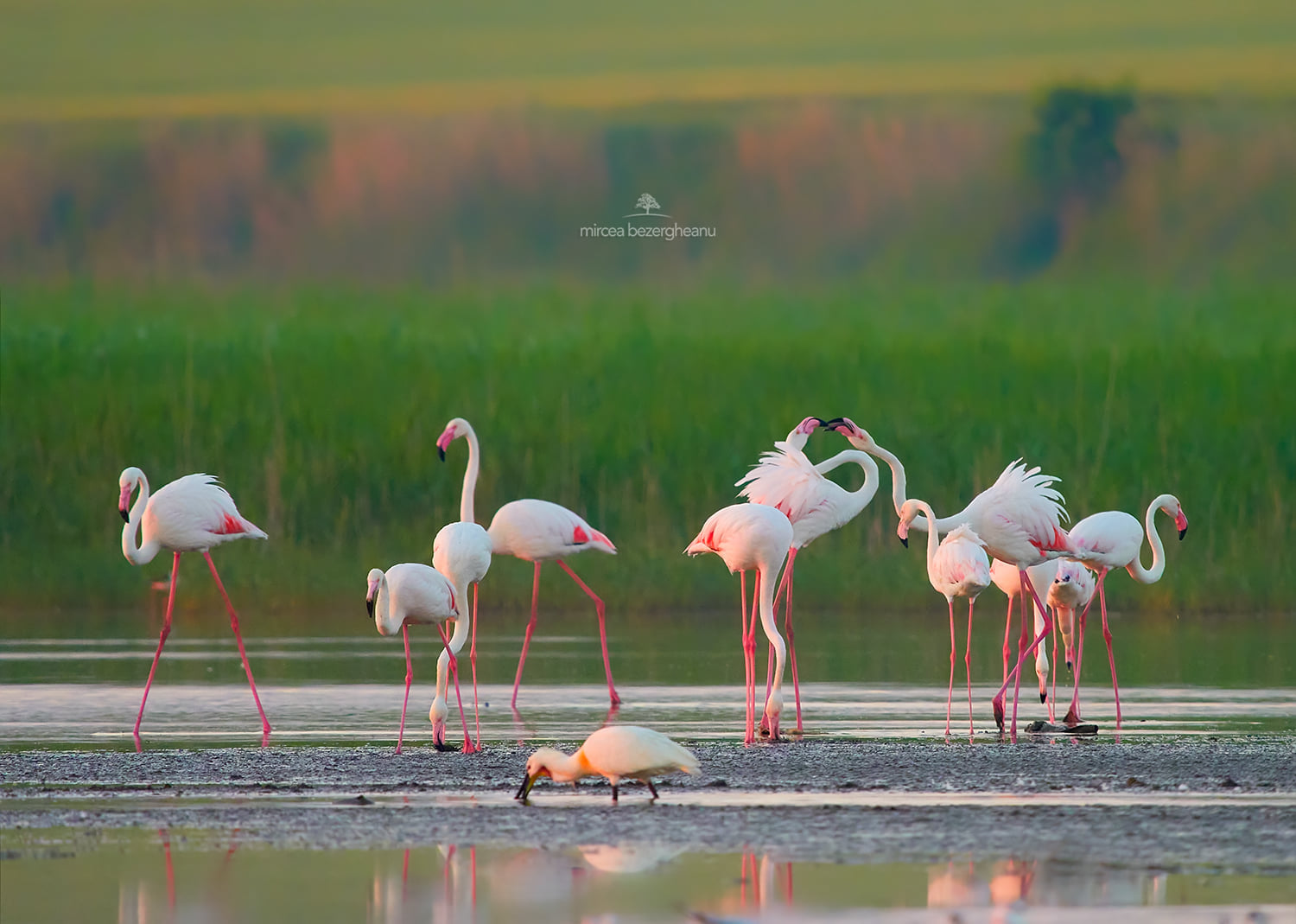 Розовые фламинго пролетели над Дунайским заповедником: невероятной красоты фото