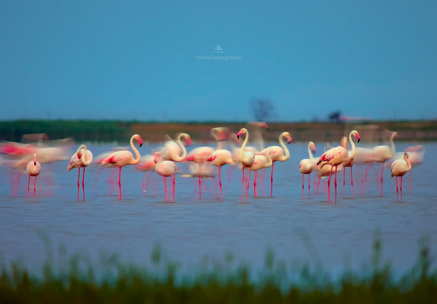 Розовые фламинго пролетели над Дунайским заповедником: невероятной красоты фото