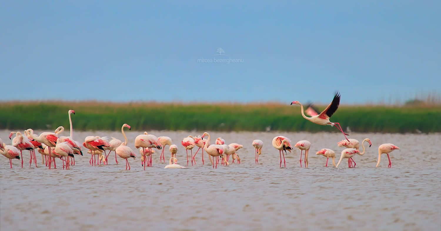 Розовые фламинго пролетели над Дунайским заповедником: невероятной красоты фото