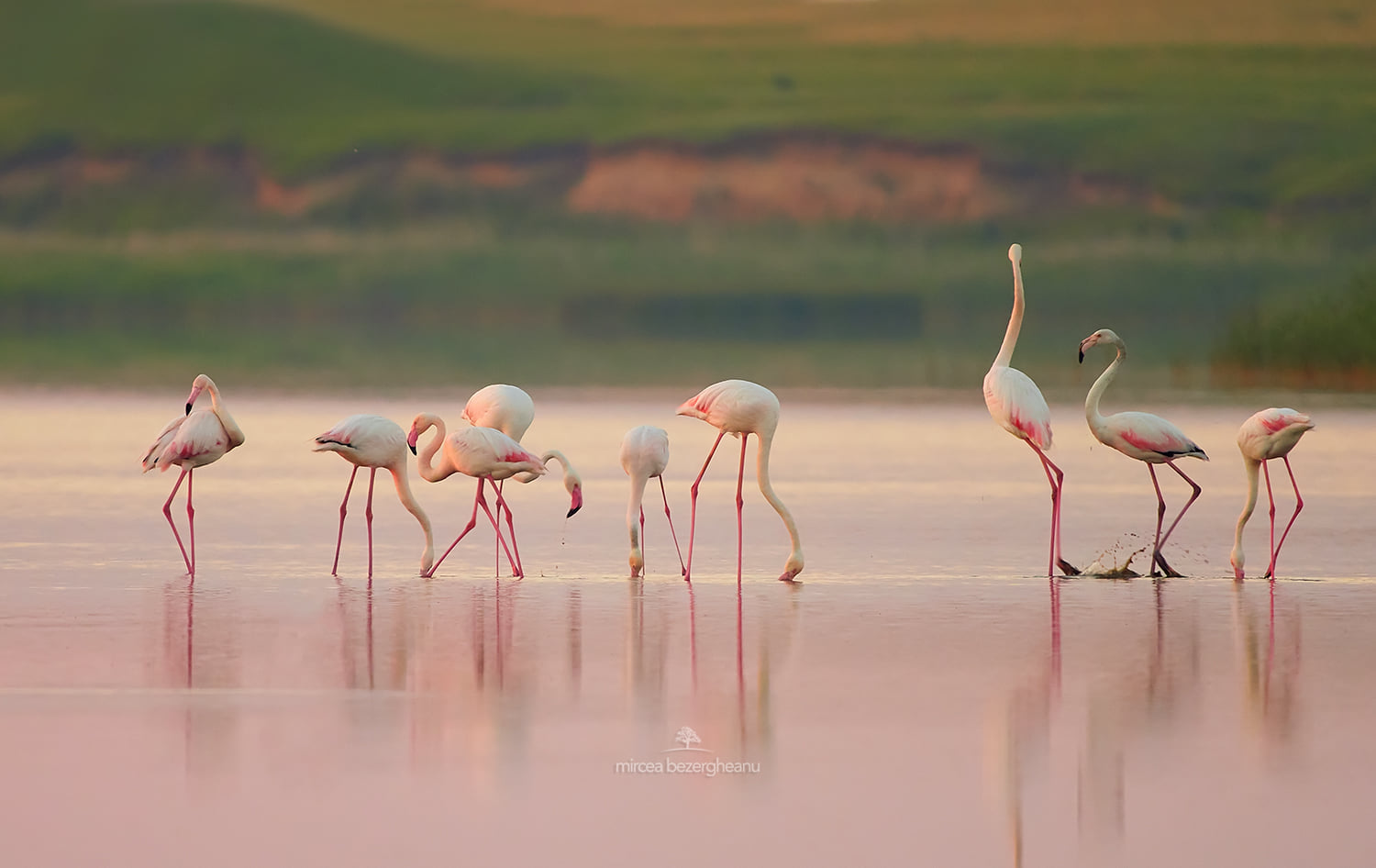 Розовые фламинго пролетели над Дунайским заповедником: невероятной красоты фото