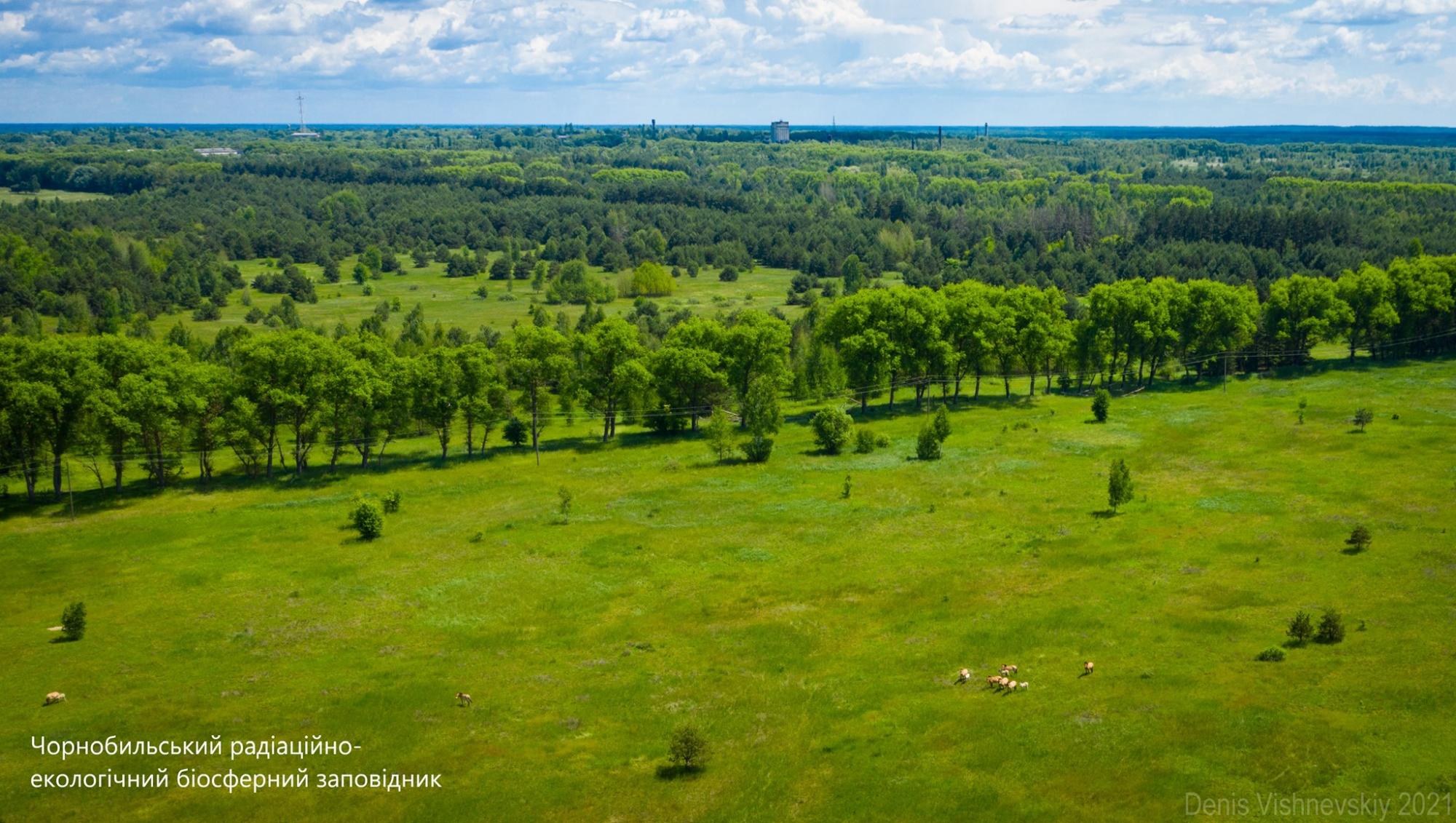 У Чорнобилі показали зникаючих тварин: тримаються в затишних місцях