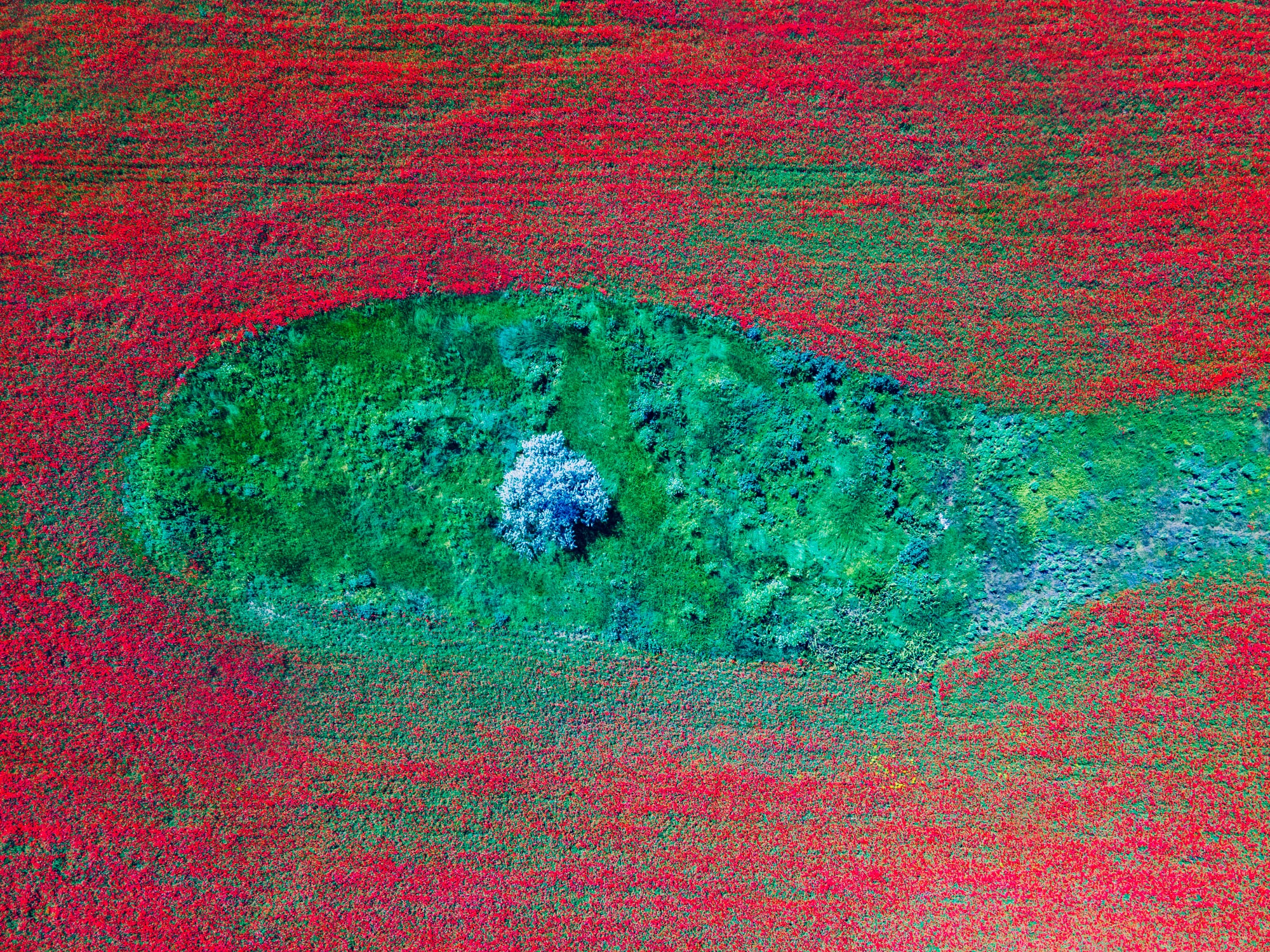 Жгучее маковое поле: украинцев поразили невероятно красивые фото