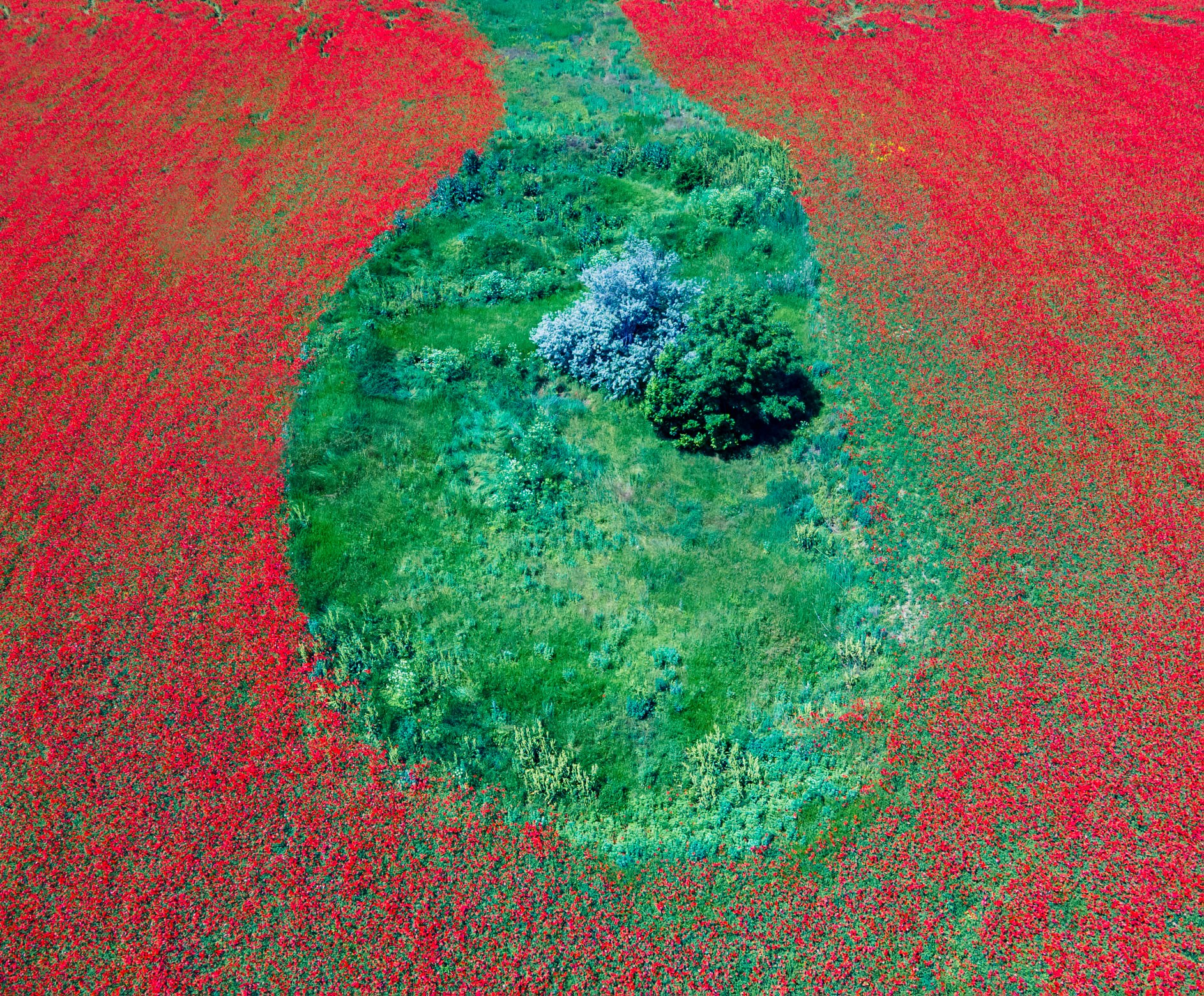 Жгучее маковое поле: украинцев поразили невероятно красивые фото