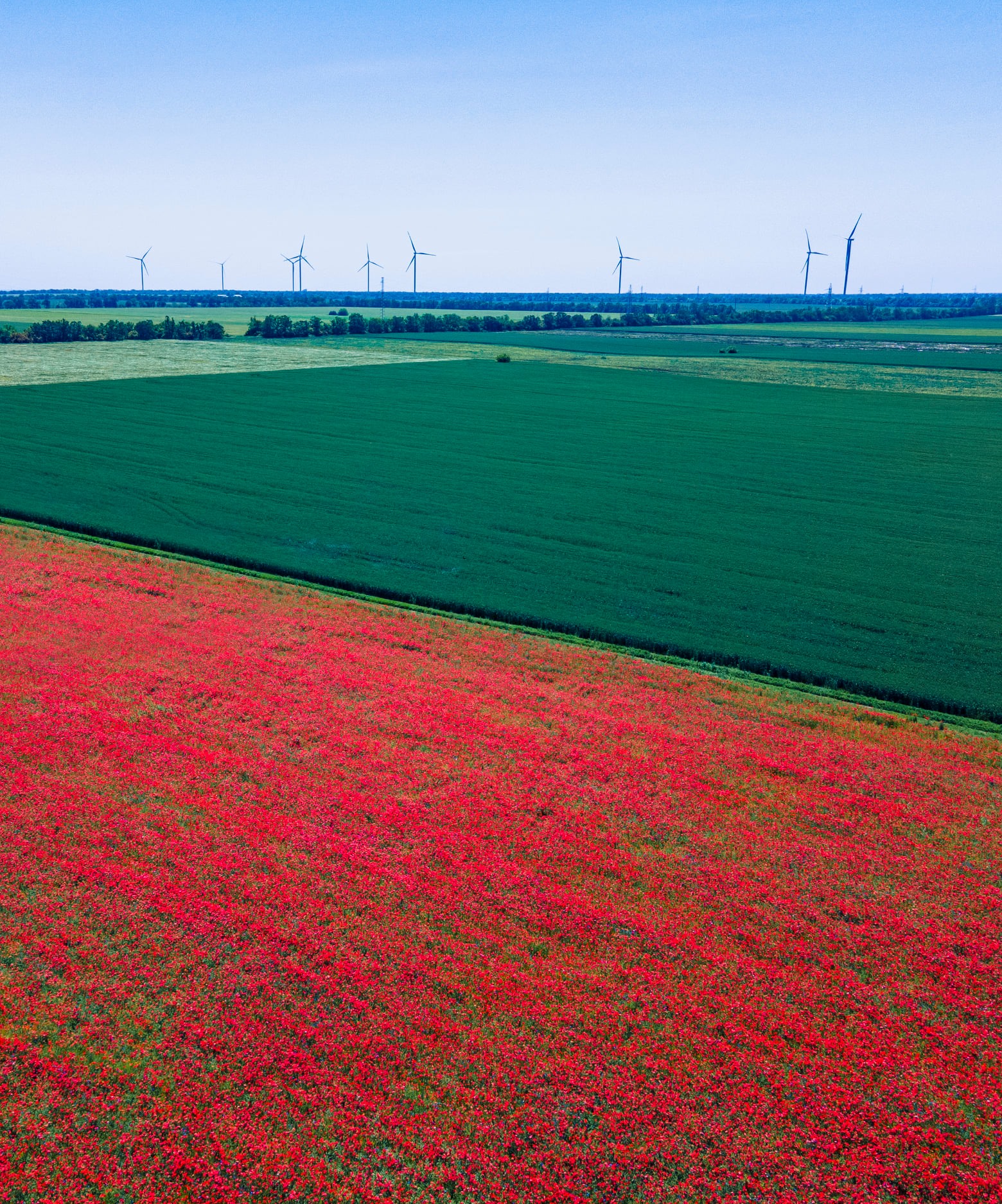 Жгучее маковое поле: украинцев поразили невероятно красивые фото